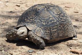 Turtle South Africa Tortoise