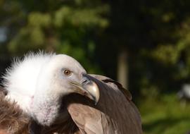 Vulture Bird Animal