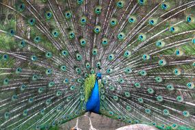 peacock with a flared tail