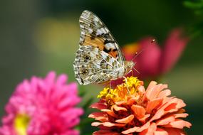 Butterfly Insect Nature