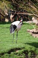 Animal Crane Nature