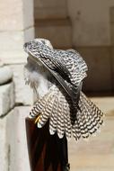 Birds Owls Eagle