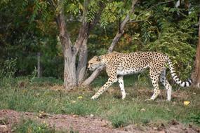 Cheetah Animal Wild