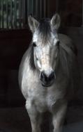 White Horse Barn