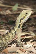 Water Dragon Lizard Animal