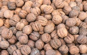 harvest of delicious walnuts
