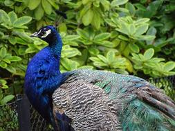 Peacock Bird