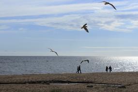 Gulls Sea Seagull
