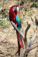 Parrot Ara Bird