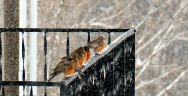 Animal Bird Robin