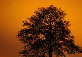 Tree Sunset Colorful