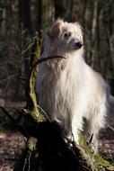 Dog Nature Spring