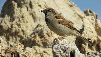 Sparrow Bird Wildlife