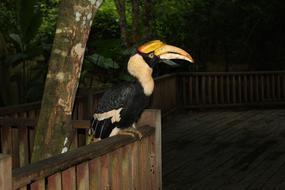 Macaw Side View
