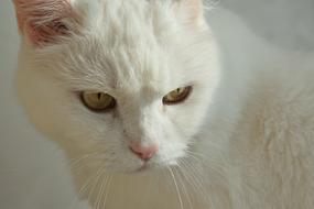 white cat looking down