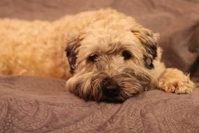fluffy dog on the couch