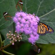 Butterfly Monarch Butterflies