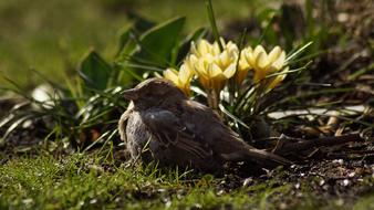 Sparrow House 2002 Bird Of