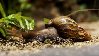 Snail House Animal