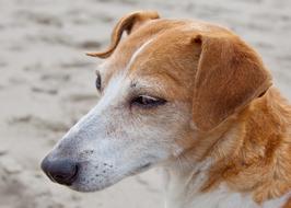 Dog Jack Russel Terrier portrait
