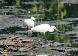 Egret Wild Wildlife