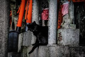 Kyoto Cat Temple