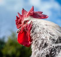 Hahn Poultry Farm macro
