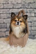 Chihuahua Dog Small