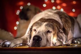 Sleeping dog on christmas background