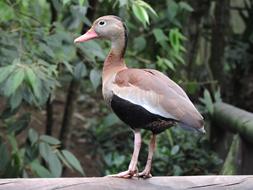 Duck Watchman Look