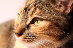 Cat Pet closeup portrait