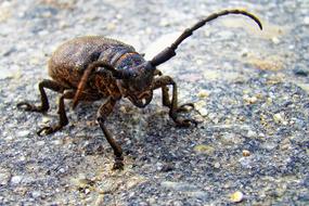 Beetle Strigun