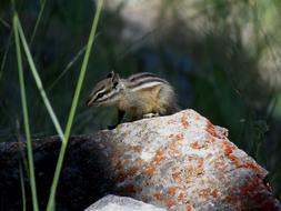 Chipmunk Rodent Stripes