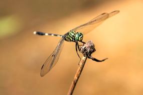 beautiful green dragonfly