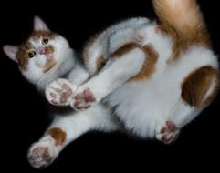 From The Bottom Cat Mackerel Red