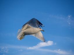 Seagull Flying Bird
