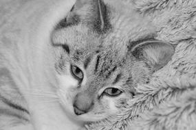 Cat Young Photo Black White