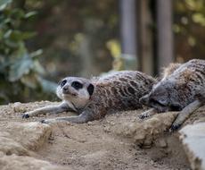 Meerkat Mammal Animal