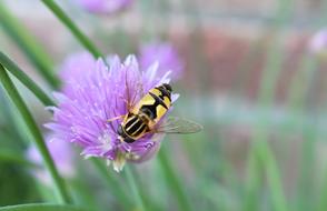 Hoverfly Bug Animal