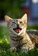 Cat Pet Look