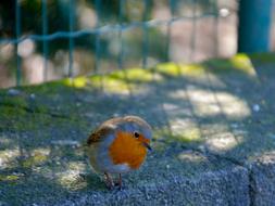 Bird Orange Animal