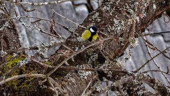 Bird in Spring forest