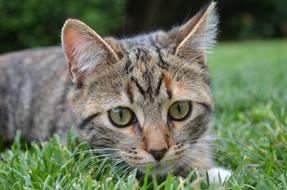 Cat Grass Domestic Animal
