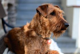 Dog Irish Terrier