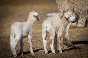 cute lambs in the pasture