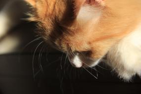 Cat Feline Pet