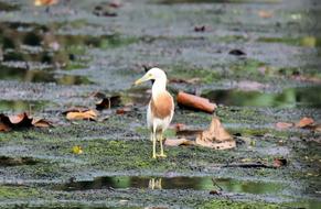Bird Wild Wildlife