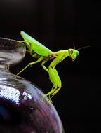Grasshopper Locust Insect