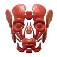clipart of face skull anatomy