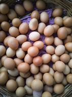 raw egg harvest